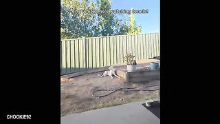 Funny Videos Part 77