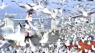 The sky comes alive with soaring seagull