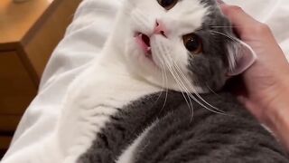 why can’t they speak like this ???? i would never talk to human ever again