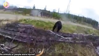 85 Most BRUTAL ANIMAL ATTACKS Caught on Camera