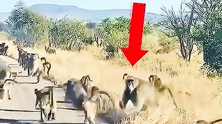 Heroic Alpha Baboon Saves His Group From a Leopard