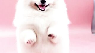 Funnyfuzzy - id | Trending HD Video 122