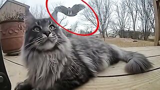 Mother Cat Fights Off Three Birds of Prey _ Full Compilation (Security Footage) ????????????