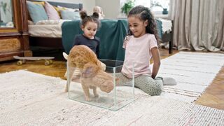 Funny Gift Ideas - a cat getting inside an empty aquarium | Trending HD Video