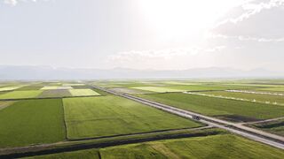 Silly Smile Live Wallpaper 4K - lush green fields under afternoon sun | Trending HD Video