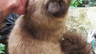 Jenis kucing musangking 2