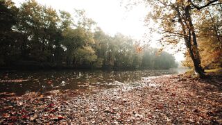 The Bold and the Beautiful - beautiful scenery of a placid river between trees | Trending HD Vi