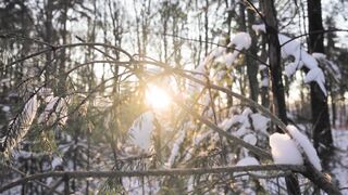 Winter Coat - sunlight in winter forest | Trending HD Video