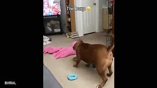 Funny Videos Part 80 2