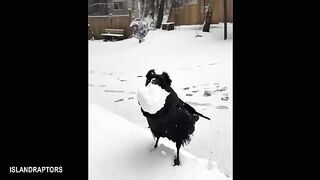 Funny Videos Part 81