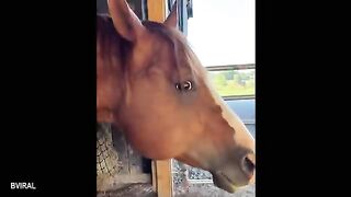 Funny Videos Part 83
