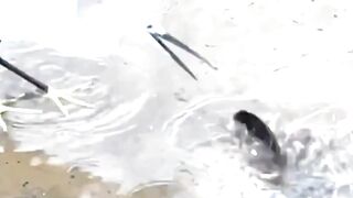 Unexpected Animal Moments Caught on Camera