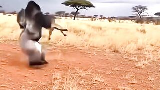 Most Unlucky Animals Caught on Camera