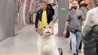 Metro Cat