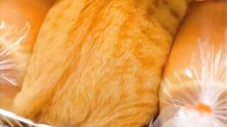 They didn't bag the bread, but the bread I'm getting is definitely that one.