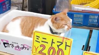 The kitty is relaxing inside the box....