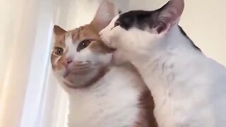 nom nom nom 2