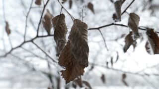 Winter solstice - icy leaves in winter branches close up | Trending HD Video