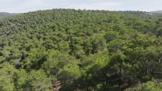 Wallpaper removal - aerial view of a forest in the mountains | Trending HD Video