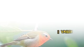 بوڑھاپے میں روٹی آپ کو آپ کی اولاد نہیں ۔ ????