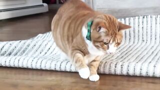 Cats Being Cats – Funny Compilation