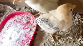 Ayam kecil