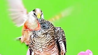 Cuckoo parasitic bird 2