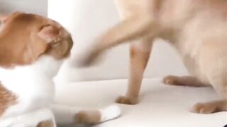 Two Cats Got Into a Fight ????