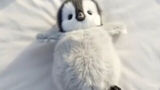 Hungry Penguin Eating Its Favorite Food ????