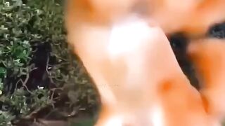 Animals Dance