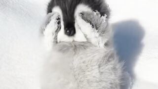 This Penguin Is Dancing! So Cute ????