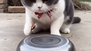 funny video 707