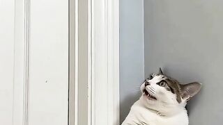 The cute Cat was shocked