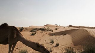 Moving Backgrounds 4k - WALLPS - a desert with a few trees and bushes | Trending HD Video