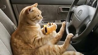 cat driving while eating