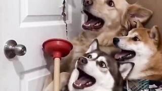 careful the cat is coming
