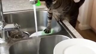 Wash the dishes meow - don't fight meow ❤️
