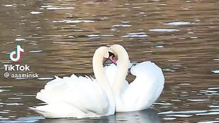 Ducks Love