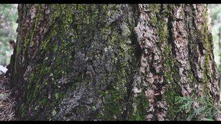 Silly Smile Live Wallpaper 4K - id | Trending HD Video 42
