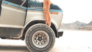 Funnyfuzzy - adventurous cat on van in desert landscape | Trending HD Video