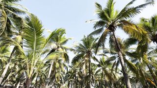 travelite - serene tropical palm tree canopy in sunny asia | Trending HD Video
