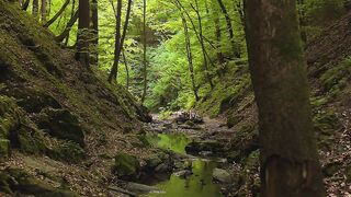 Silly Smile Live Wallpaper 4K - serene forest stream during springtime | Trending HD Video