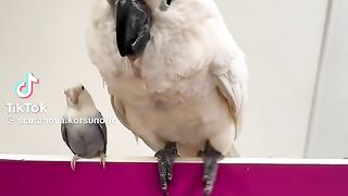 Cute Parrots 2