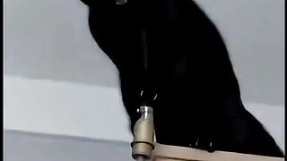 0027_KOT (º □ º )