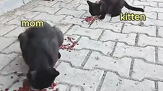 We Found a Hungry Mama Cat and Her Kittens