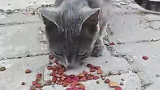 This Emerald-Eyed Stray Cat