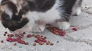 Protecting a Hungry Kitten from Bigger Cats!