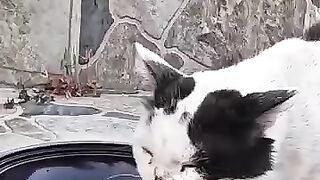 The weather was very hot and the water and wet food