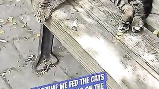 They Loved This American Cat Food!