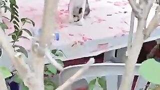 This Sweet Kitten Melted Our Hearts with Just One Look!
